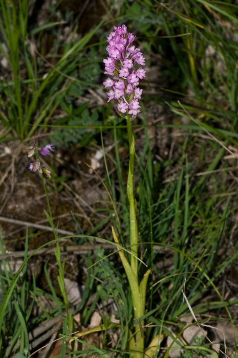 Gymnadenia conopsea - ibrido o lusus?